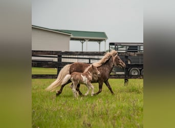 More ponies/small horses, Mare, 4 years, 7.2 hh