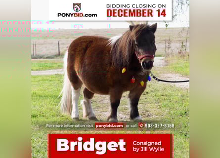 More ponies/small horses, Mare, 6 years, 7 hh, Pinto