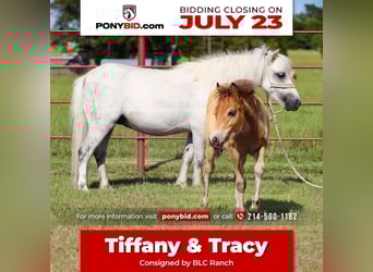More ponies/small horses, Mare, 7 years, Gray