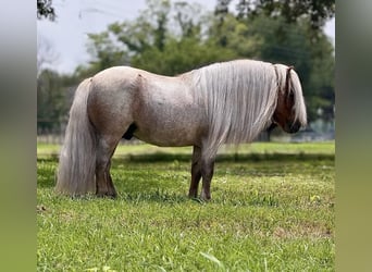 More ponies/small horses, Stallion, 11 years, 8 hh, Roan-Red