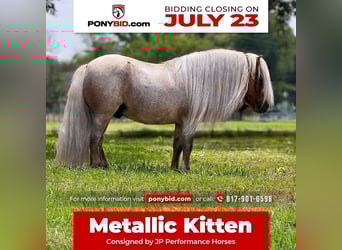 More ponies/small horses, Stallion, 11 years, 8 hh, Roan-Red