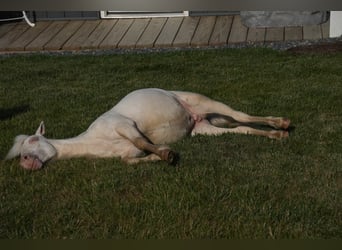 More ponies/small horses, Stallion, 1 year, 8.1 hh, Cremello