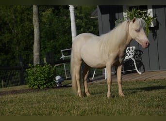 More ponies/small horses, Stallion, 1 year, 8.1 hh, Cremello