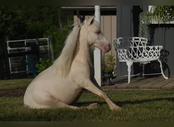More ponies/small horses, Stallion, 1 year, 8.1 hh, Cremello