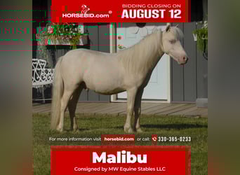 More ponies/small horses, Stallion, 1 year, 8.1 hh, Cremello