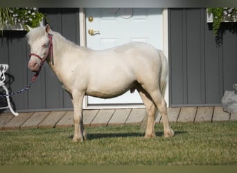 More ponies/small horses, Stallion, 1 year, 8.1 hh, Cremello