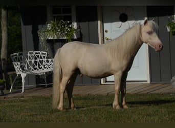 More ponies/small horses, Stallion, 1 year, 8.1 hh, Cremello
