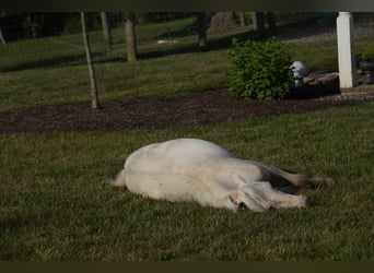 More ponies/small horses, Stallion, 1 year, 8.1 hh, Cremello