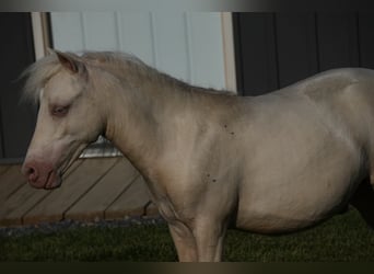 More ponies/small horses, Stallion, 1 year, 8.1 hh, Cremello
