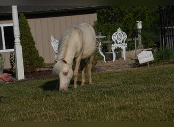 More ponies/small horses, Stallion, 1 year, 8.1 hh, Cremello