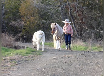 More ponies/small horses, Stallion, Foal (01/2024), 11 hh, Dun