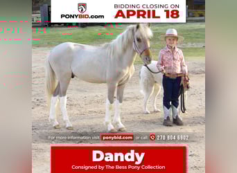 More ponies/small horses, Stallion, Foal (01/2024), 11 hh, Dun