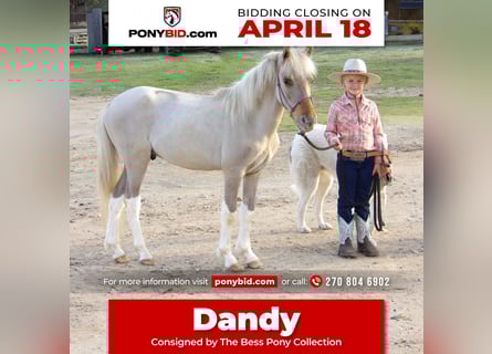 More ponies/small horses, Stallion, Foal (01/2024), 11 hh, Dun