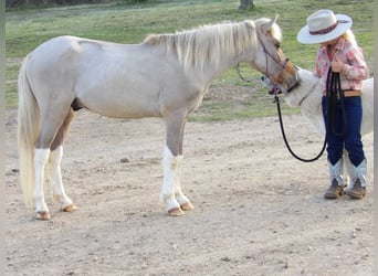 More ponies/small horses, Stallion, Foal (01/2024), 11 hh, Dun