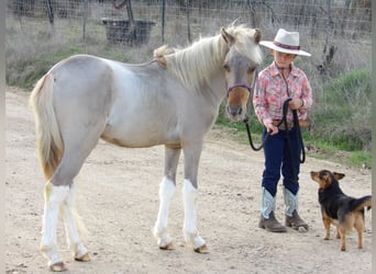 More ponies/small horses, Stallion, Foal (01/2024), 11 hh, Dun