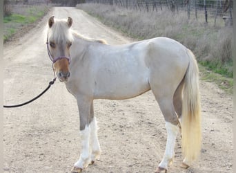 More ponies/small horses, Stallion, Foal (01/2024), 11 hh, Dun