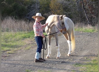 More ponies/small horses, Stallion, Foal (01/2024), 11 hh, Dun
