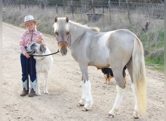 More ponies/small horses, Stallion, Foal (01/2024), 11 hh, Dun