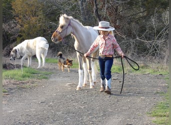 More ponies/small horses, Stallion, Foal (01/2024), 11 hh, Dun