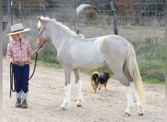 More ponies/small horses, Stallion, Foal (01/2024), 11 hh, Dun