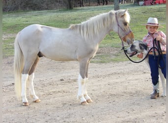 More ponies/small horses, Stallion, Foal (01/2024), 11 hh, Dun