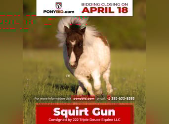 More ponies/small horses, Stallion, Foal (01/2024), 6 hh