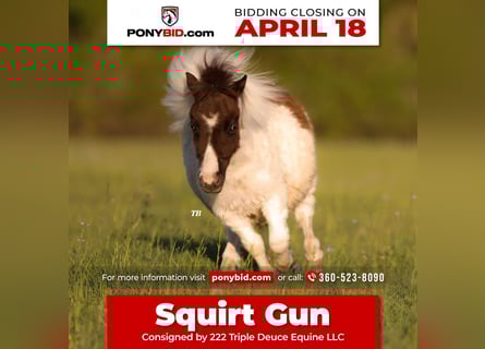 More ponies/small horses, Stallion, Foal (01/2024), 6 hh