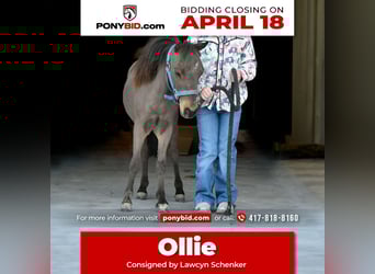 More ponies/small horses, Stallion, Foal (01/2024), 7 hh