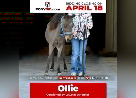More ponies/small horses, Stallion, Foal (01/2024), 7 hh