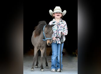 More ponies/small horses, Stallion, Foal (01/2024), 7 hh