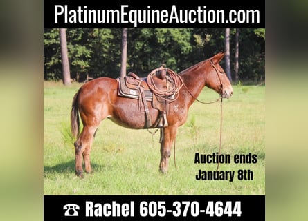 Mule, Gelding, 12 years, 15.1 hh, Sorrel