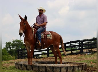 Mule, Gelding, 14 years, 15.1 hh, Sorrel