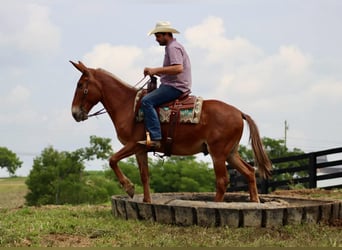 Mule, Gelding, 14 years, 15.1 hh, Sorrel