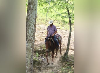 Mule, Gelding, 14 years, 15.1 hh, Sorrel