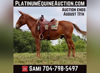 Mule, Gelding, 14 years, 15.1 hh, Sorrel