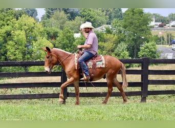 Mule, Gelding, 14 years, 15.1 hh, Sorrel