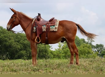 Mule, Gelding, 14 years, 15.1 hh, Sorrel