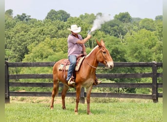 Mule, Gelding, 14 years, 15.1 hh, Sorrel