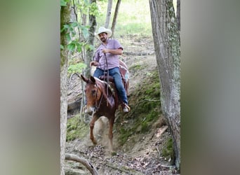 Mule, Gelding, 14 years, 15.1 hh, Sorrel