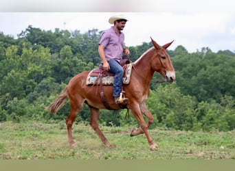 Mule, Gelding, 14 years, 15.1 hh, Sorrel
