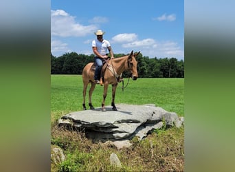 Mule, Gelding, 8 years, 15.1 hh