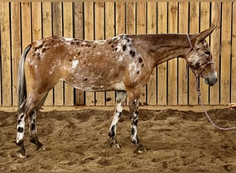Mule, Mare, 4 years, 14 hh
