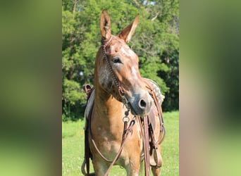 Mule, Mare, 4 years, 14 hh