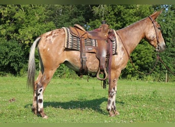 Mule, Mare, 4 years, 14 hh