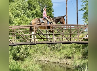 Mule, Mare, 7 years, 16 hh, Bay