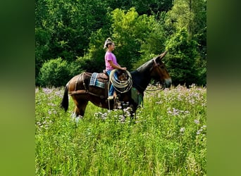Mule, Mare, 7 years, 16 hh, Bay