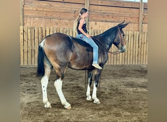 Mule, Mare, 7 years, 16 hh, Bay