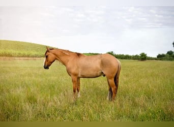 Mustang (american), Gelding, 9 years, 13.3 hh, Red Dun