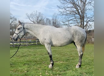 Mustang (american), Mare, 6 years, 14.1 hh, Gray