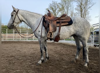 Mustang (american), Mare, 6 years, 14.1 hh, Gray